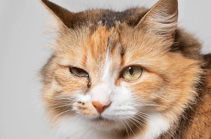 Do Cats Get Pink Eye Conjunctivitis in Cats BestLife4Pets