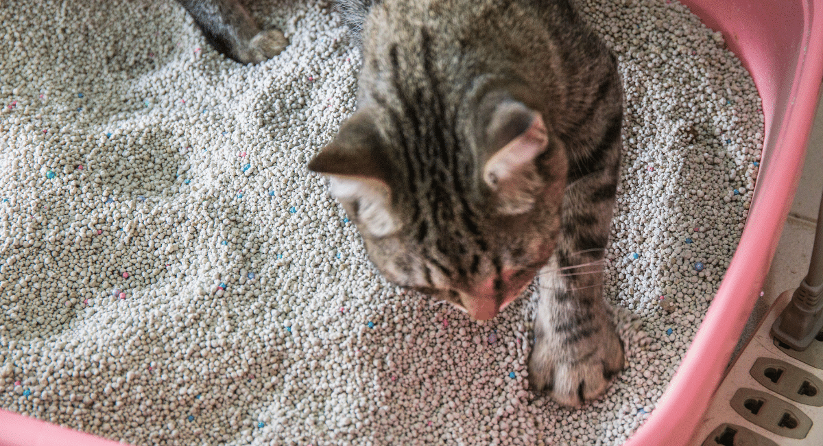 cat pawing and peeing in a litter box