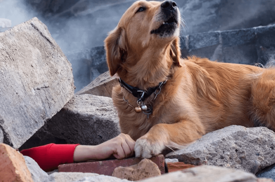 9-11 Search and Rescue golden retriever with hand of victim under the rubble of the World Trade Center