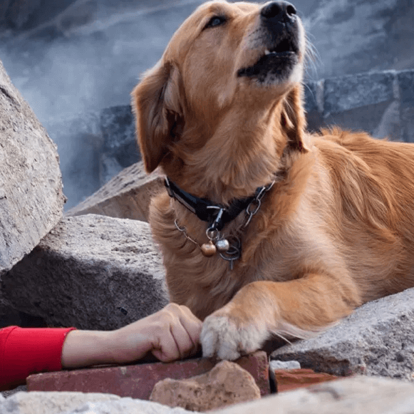 9-11 Search and Rescue golden retriever with hand of victim under the rubble of the World Trade Center