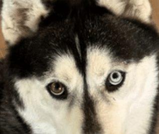 Husky eyes one yellow one blue