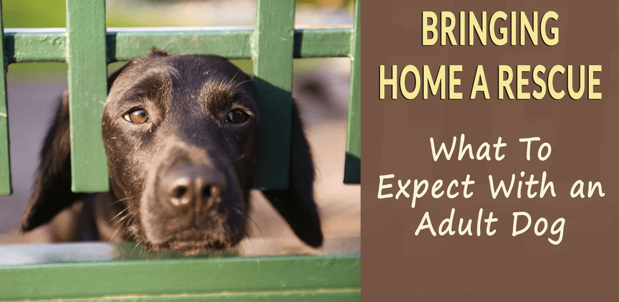 brown dog looking out through a fence rescue dog