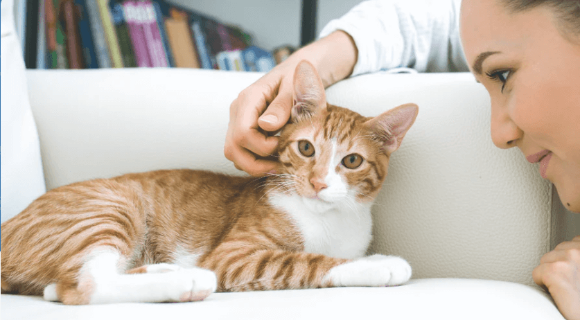 Woman petting a tabby striped cat that is sitting on a white couch