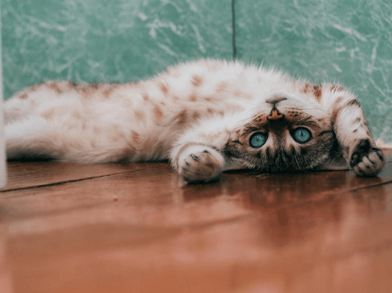 Furrry cat lying upside down reaching towards the viewer