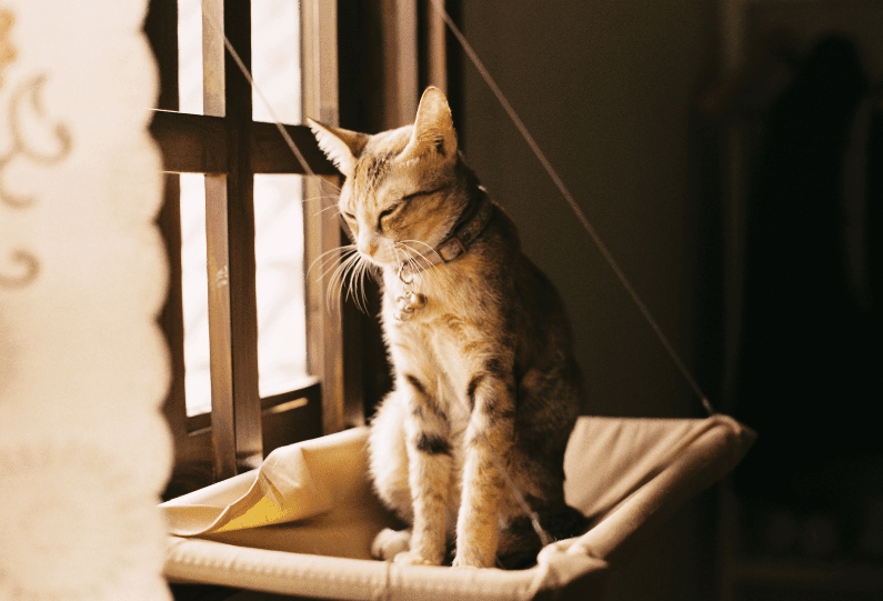 Cat sitting in the sunlight in a hanging cat bed