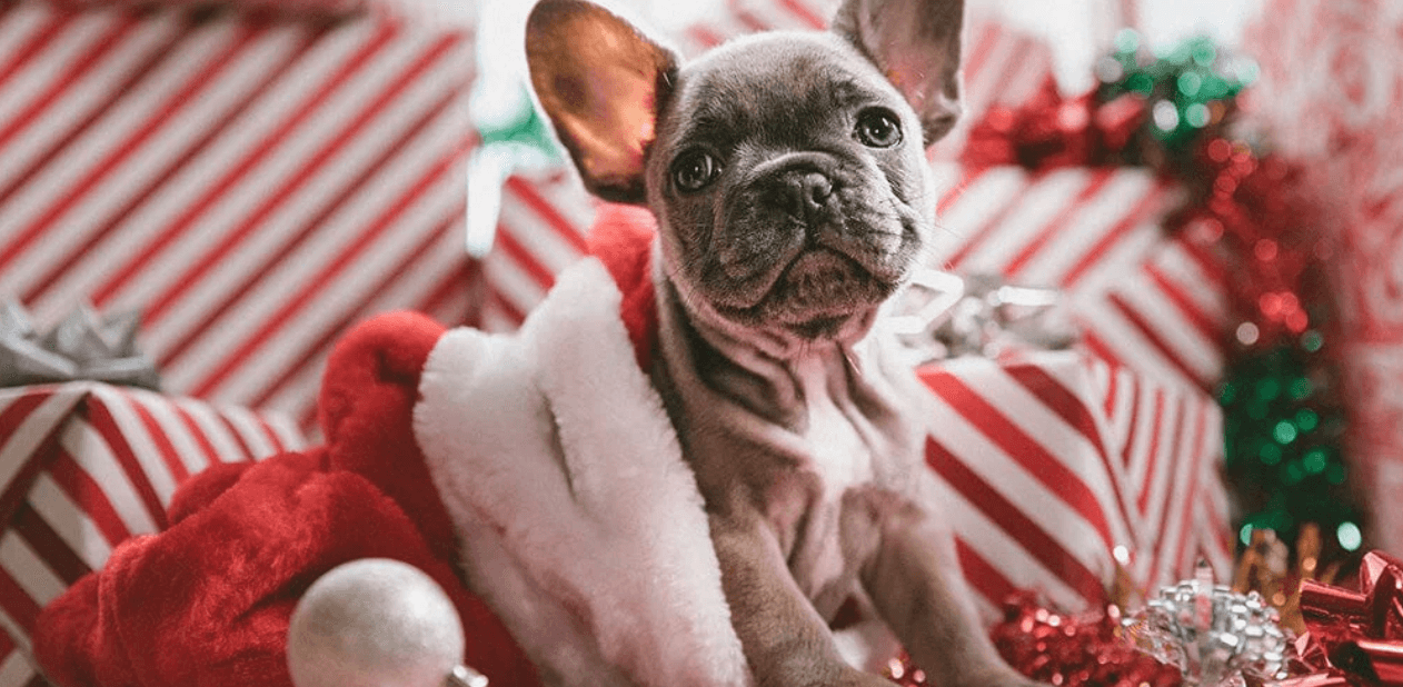 Dog with candy cane wrapped gifts behind him sitting in a Santa hat