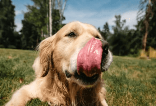 Golden retriever dog outside licking his face