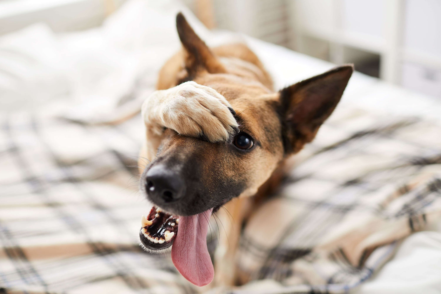 Brown Dog with Pointed ears and tongue out covering an eye in embarrassment