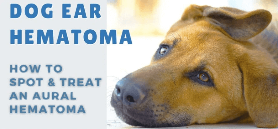 dog lying down with dog ear hematoma