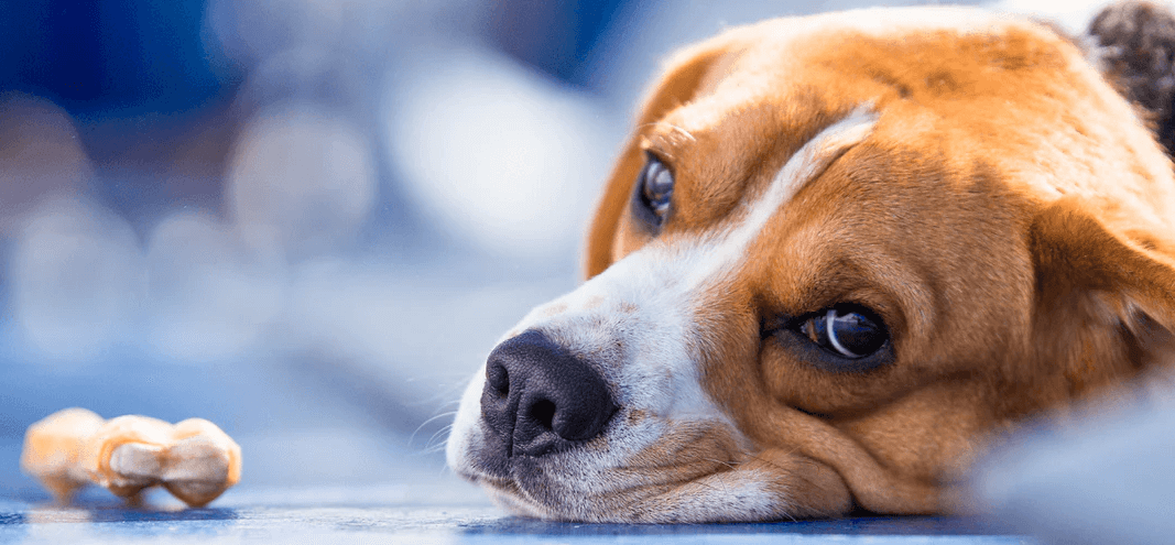 Common signs of liver problems in dogs