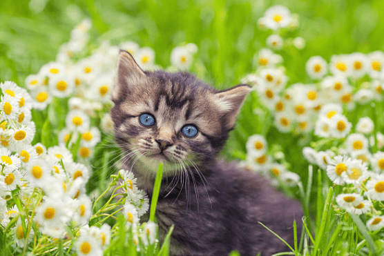 Kitten in field with white flowers