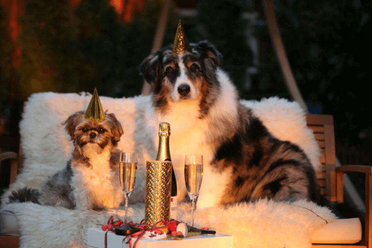 Two dogs with hats to celebrate the New Year