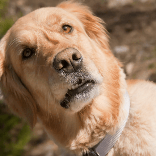 Golden dog looking uncomfortable 