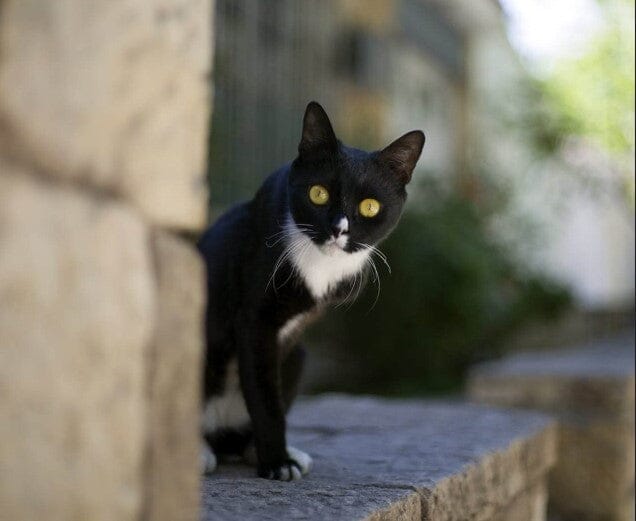 Cute Black cat with green eyes and patches of white fur outside looking at the camera