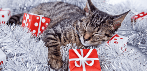 https://www.bestlife4pets.com/cdn/shop/articles/Stress_free_pet_holiday_cat_480x480.png?v=1702340066