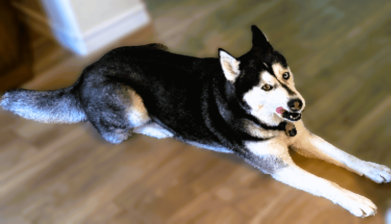 Thoughtful Husky with one blue and one brown eye looking at the camera