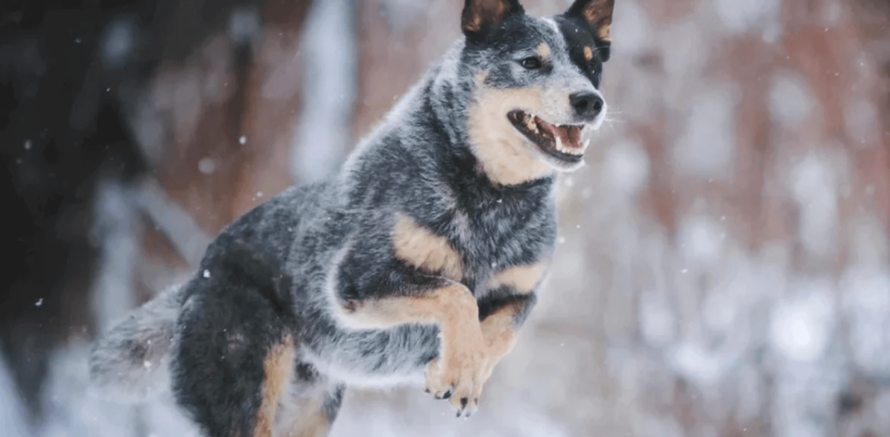 happy German shepherd leaping through the air in the snow 