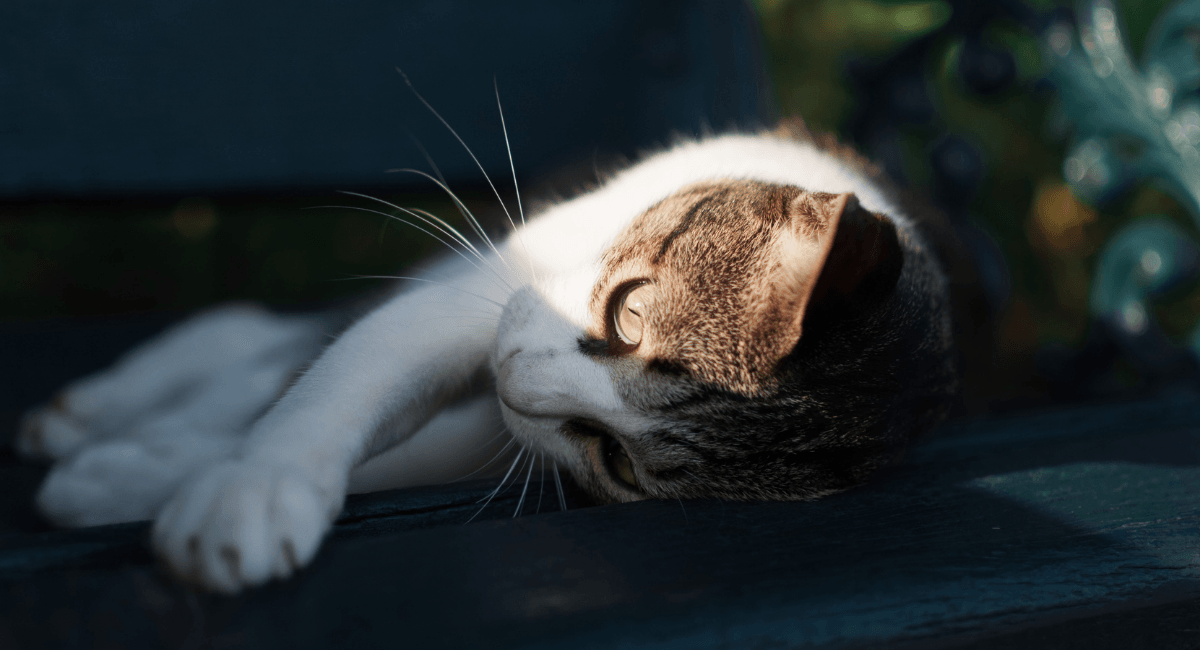 cat lying on it's side in shadow and sun