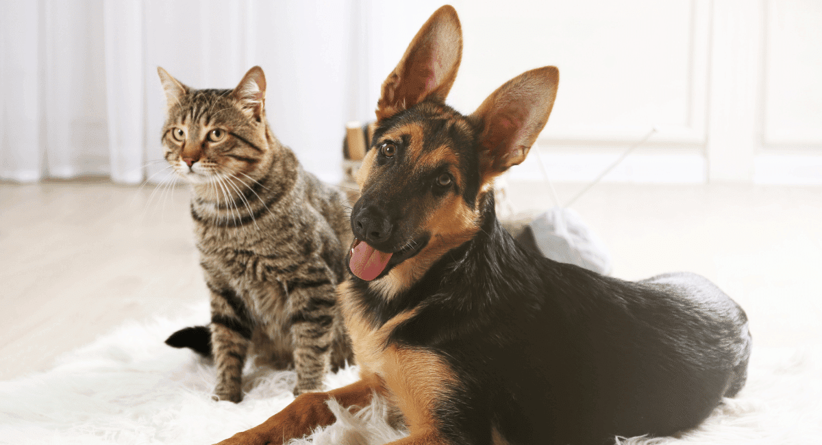 Cat and dog on carpet