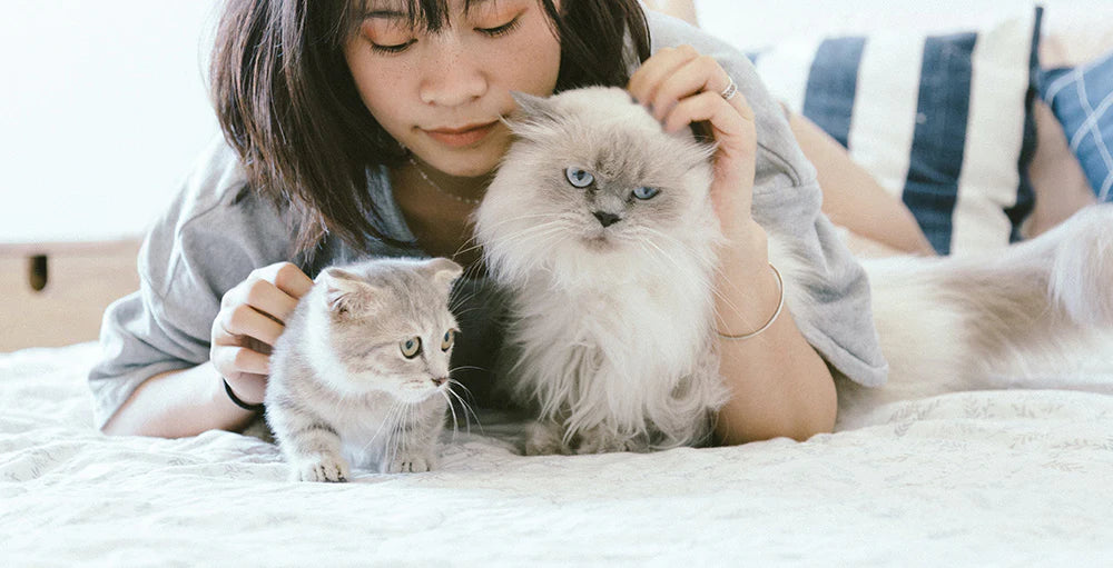 woman on bed with cat and kitten