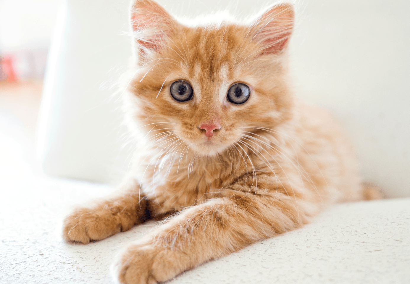 Orange cat