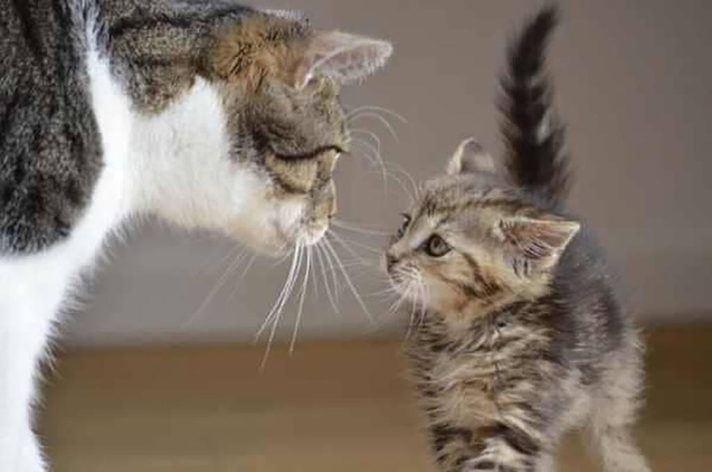 Cat hesitantly looking at cute fuzzy kitten