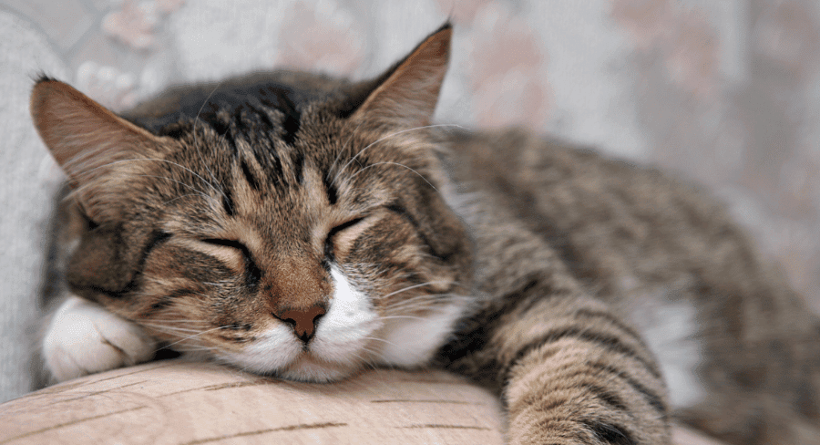 cat sleeping on couch