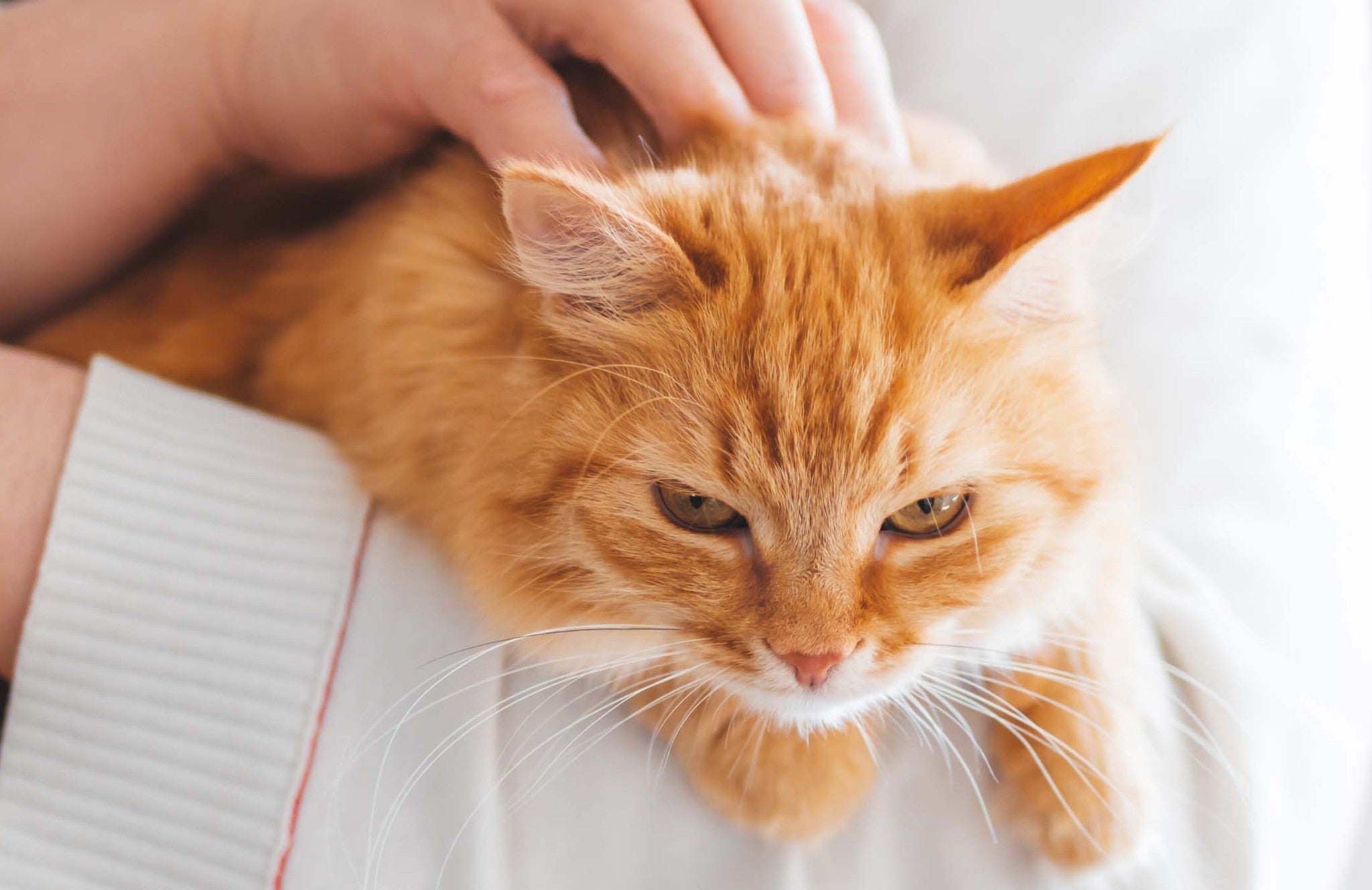 orange cat being stroked by a person