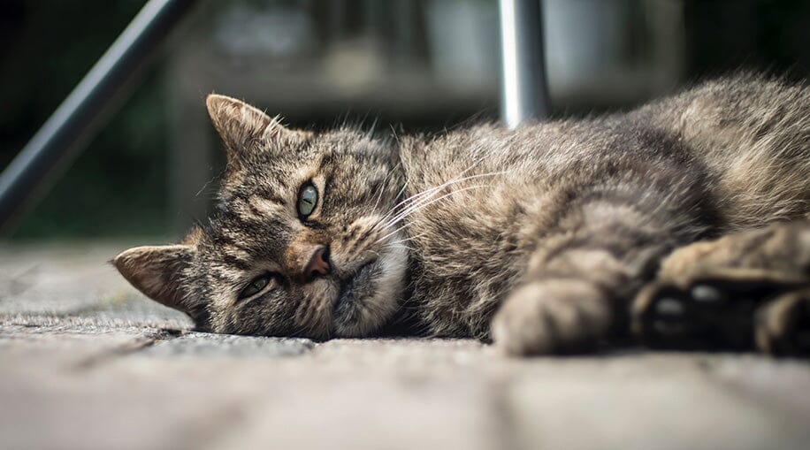 Symptoms of cat pneumonia