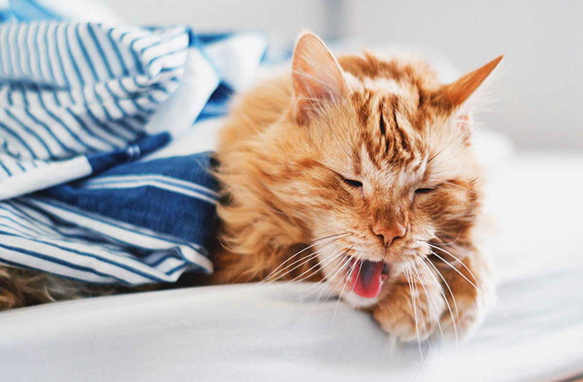 Can Cats Get a Cold or Other Respiratory Infection — BestLife4Pets