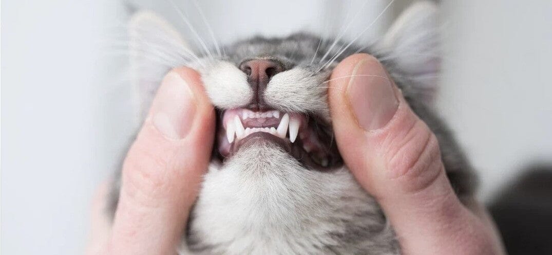 cat teeth