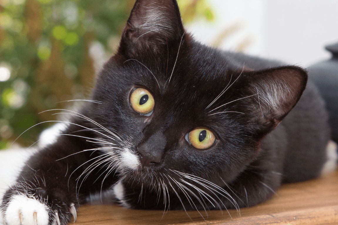 A cute black cat