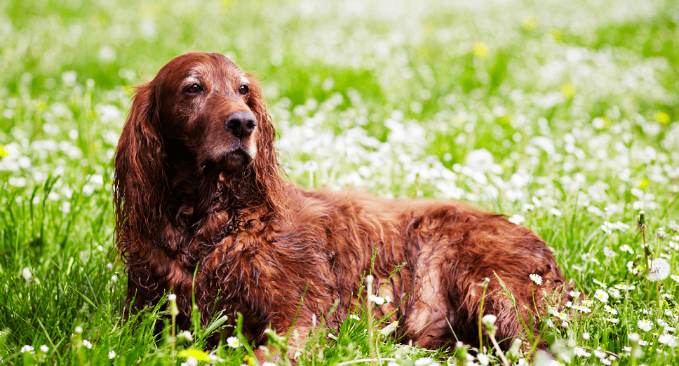 Dog sitting in the grass