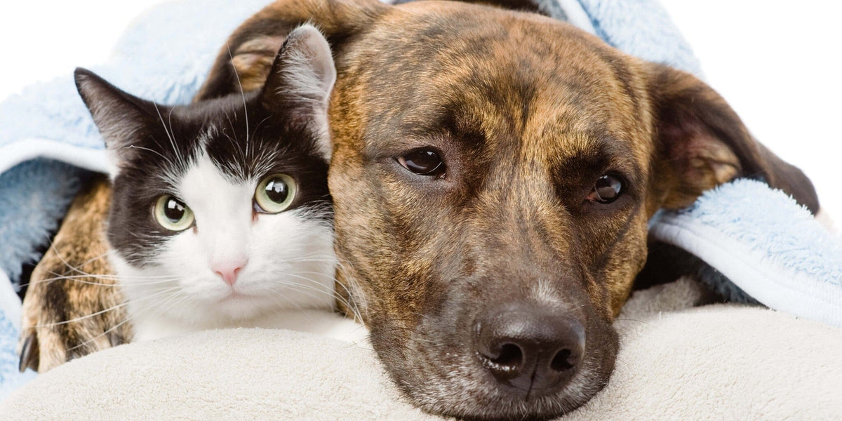 Dog And Cat Flu: Upper Respiratory Infection Symptoms And Treatments 