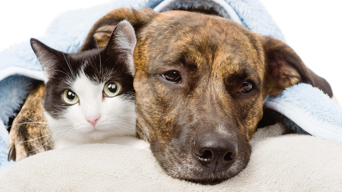 Dog and Cat Flu: Upper Respiratory Infection Symptoms and Treatments ...