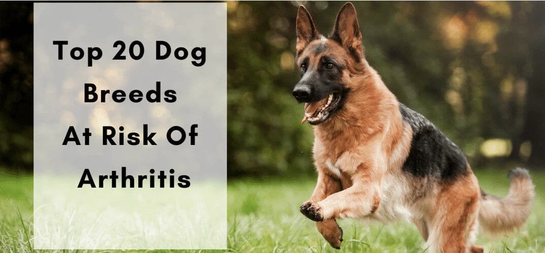 dog arthritis