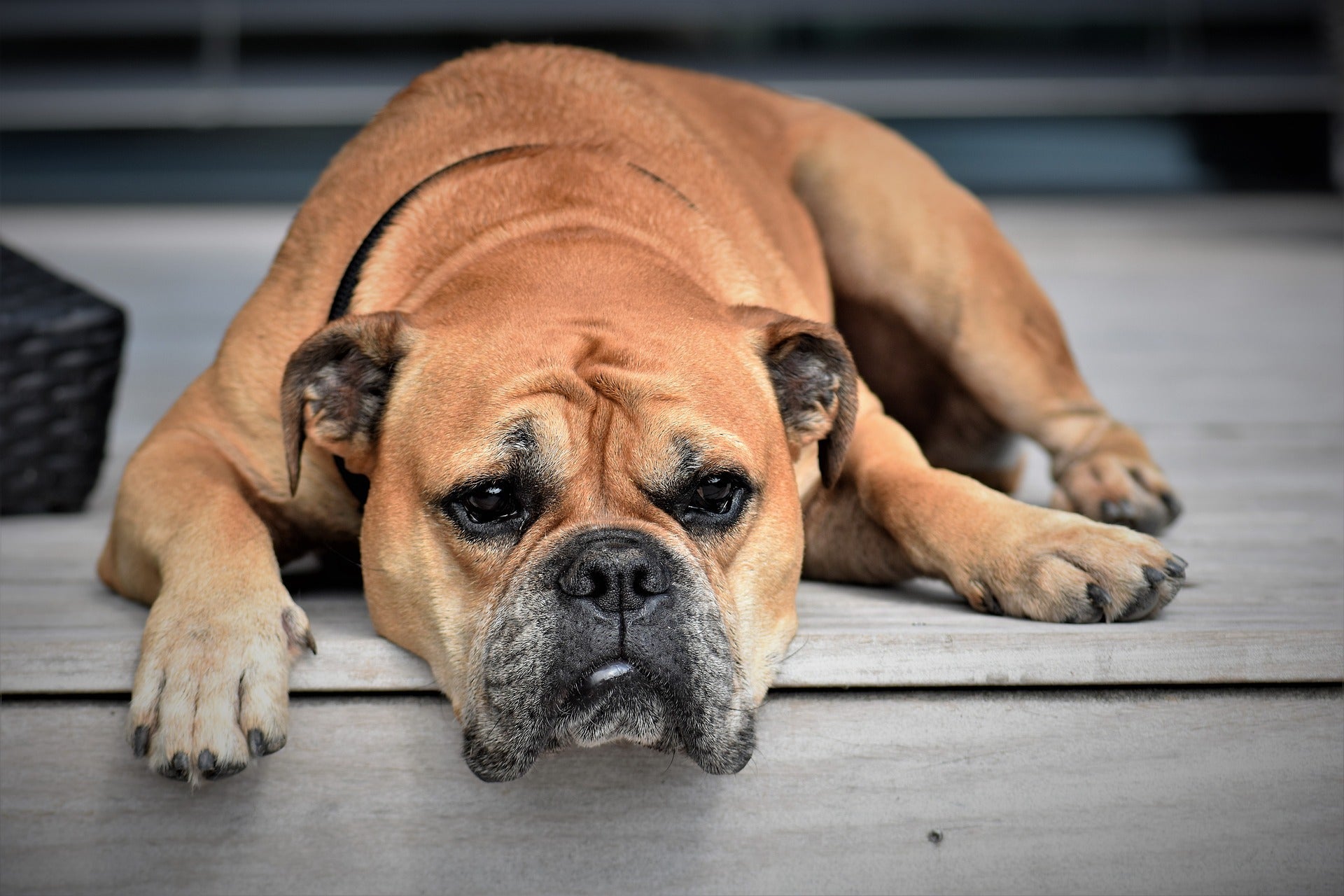 dog with bloat 