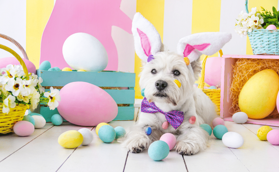 Looking to Celebrate Easter with Your Dog or Cat?