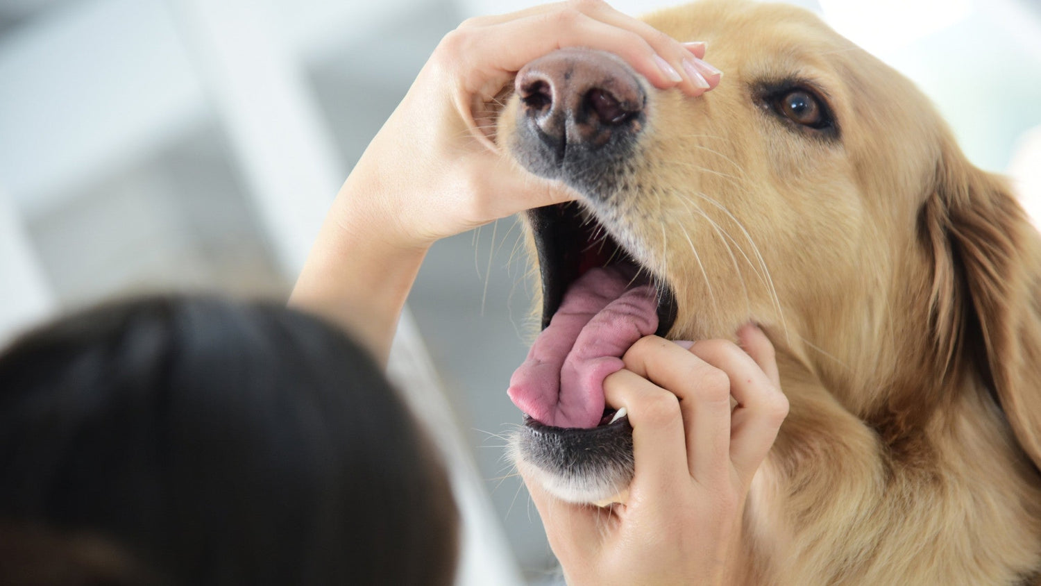 vet looking into dog's mouth and checking tongue and teeth