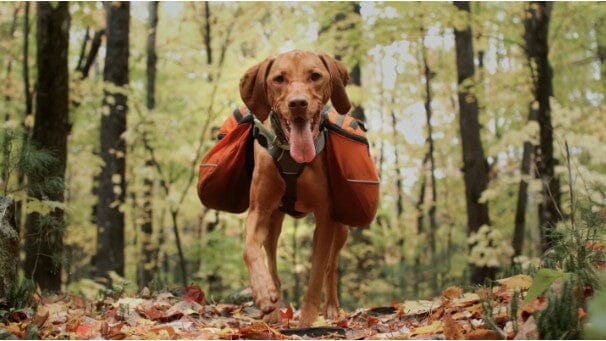 dog hiking in the woods