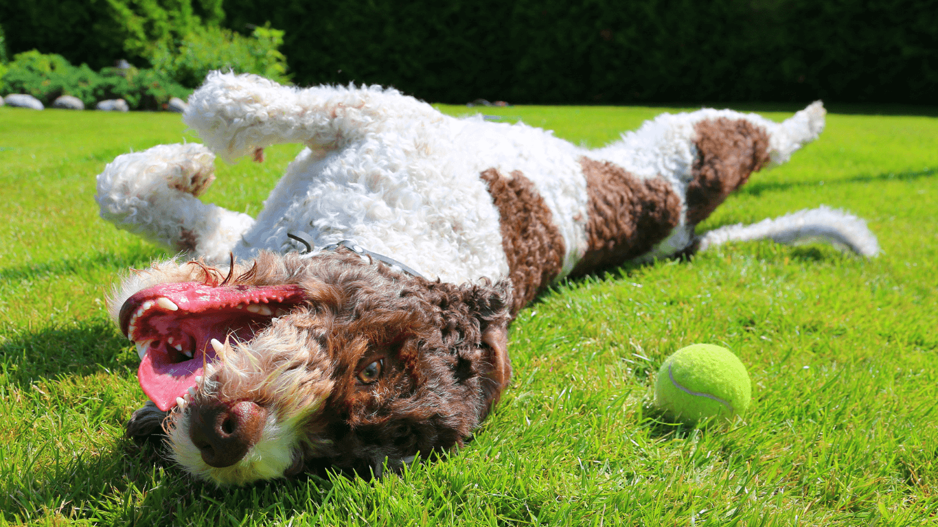 dog playing and rolling in the grass