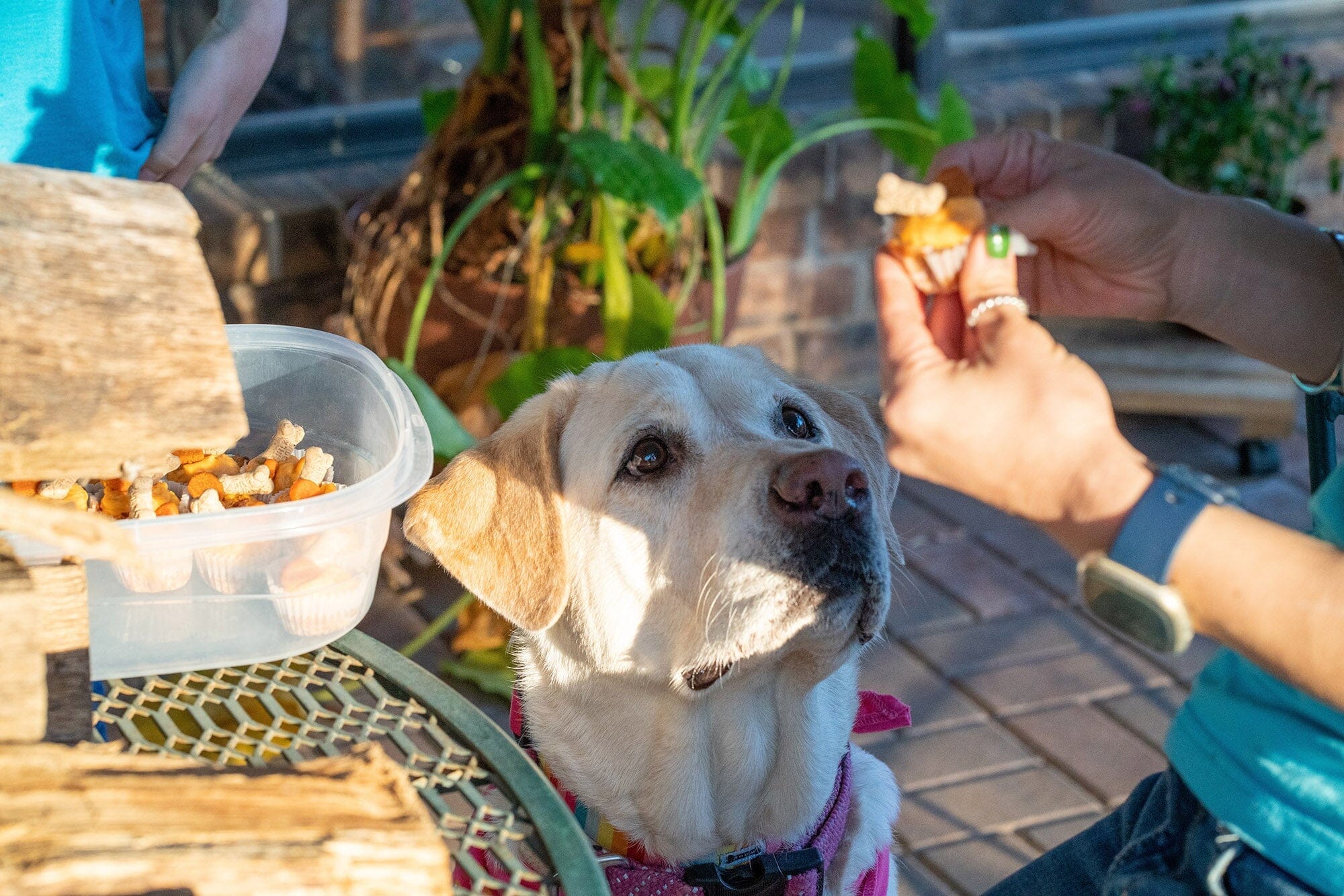 woman giving a dog treats