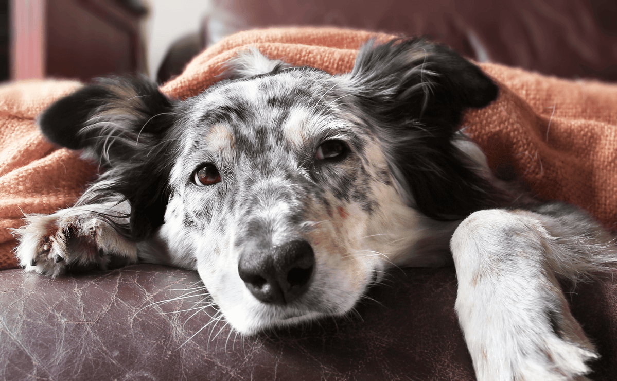 How to Rid a Dog of Worms: Signs, Symptoms and Treatments — BestLife4Pets