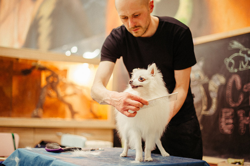 man grooming a dog