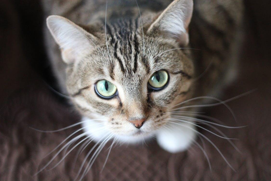 kitty cat looking up at owner