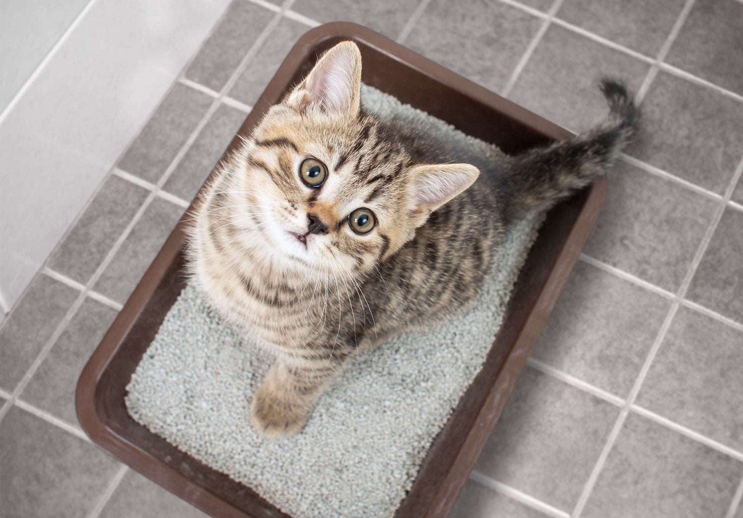 kitten in litter box looking up