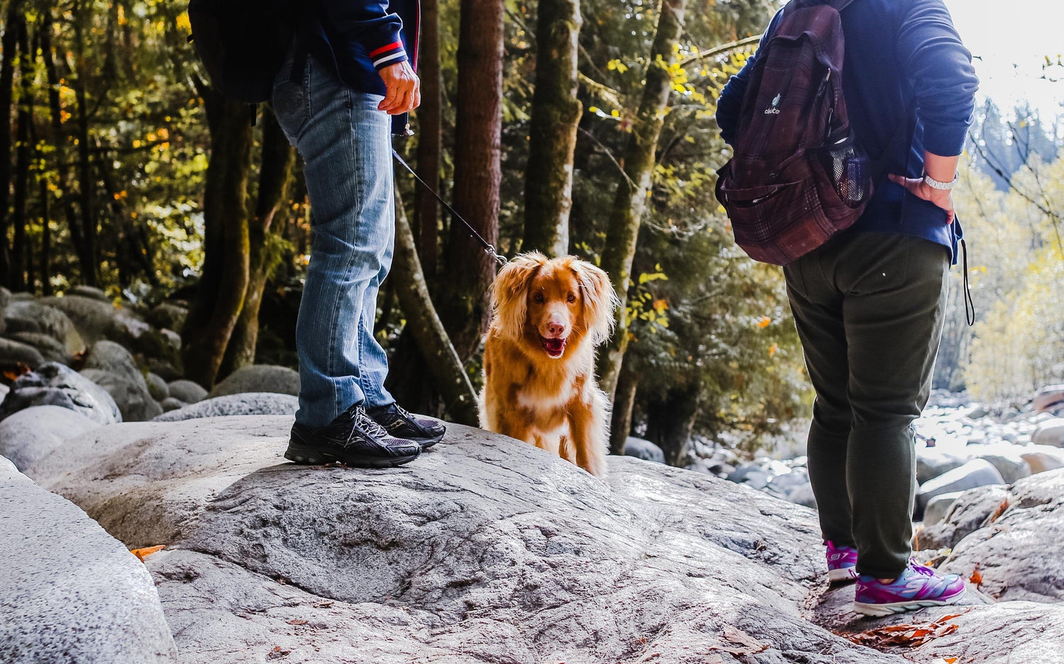 dog on a hike 