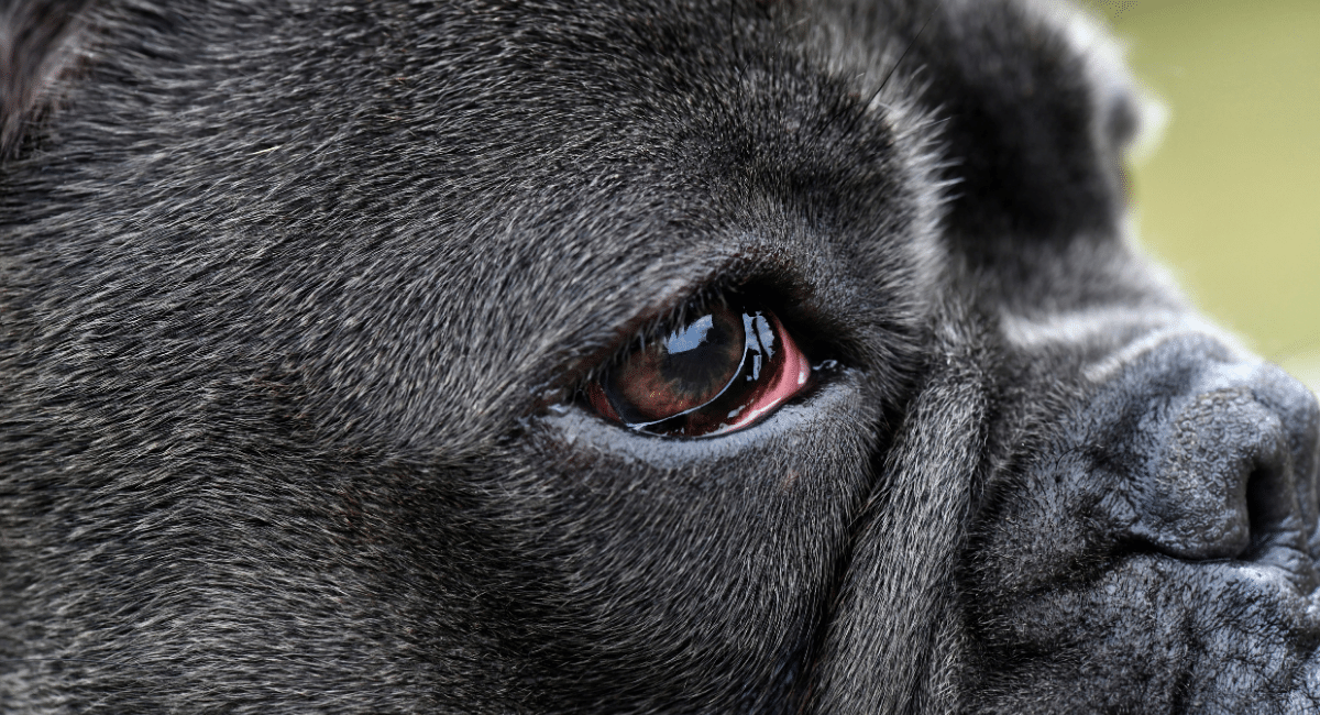 grey dog with weepy red eyes