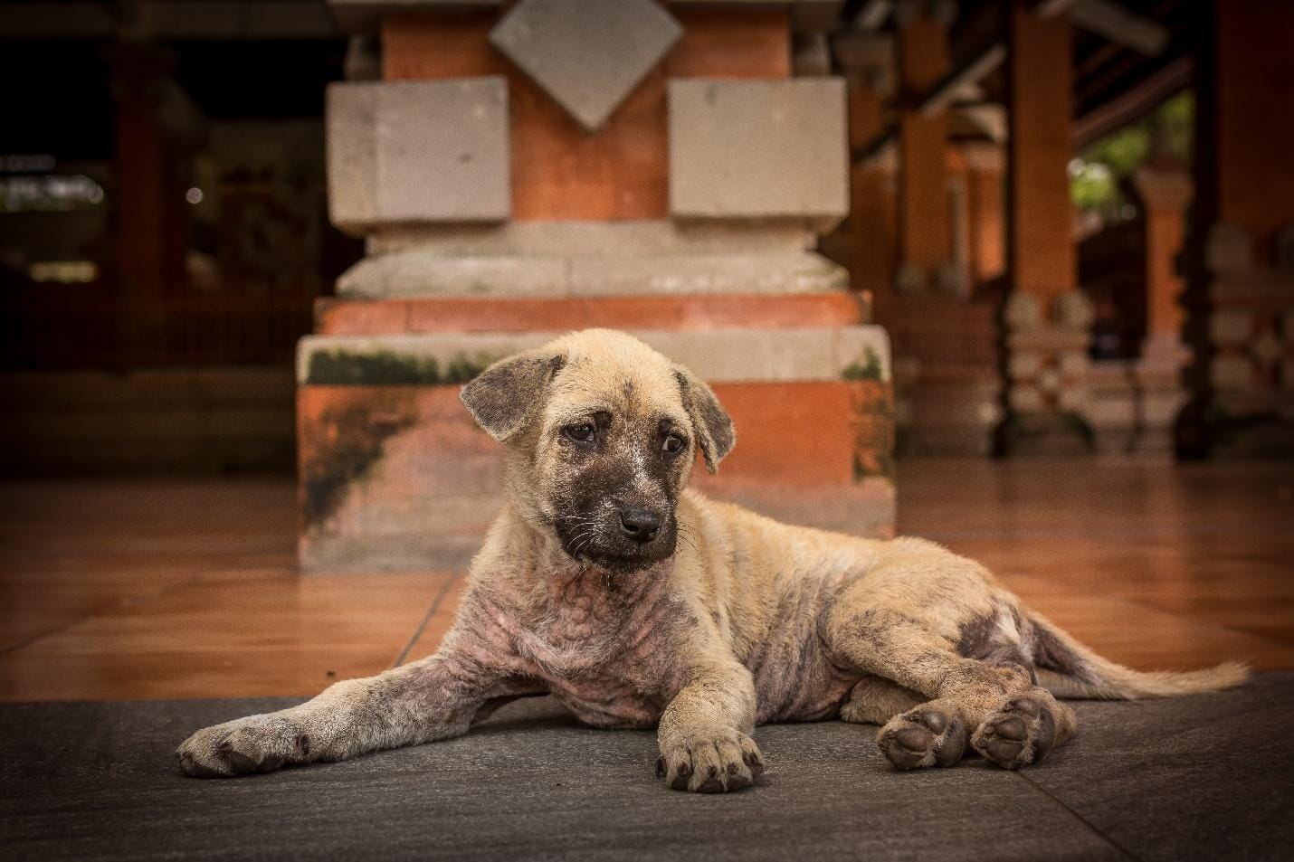 puppy with mange