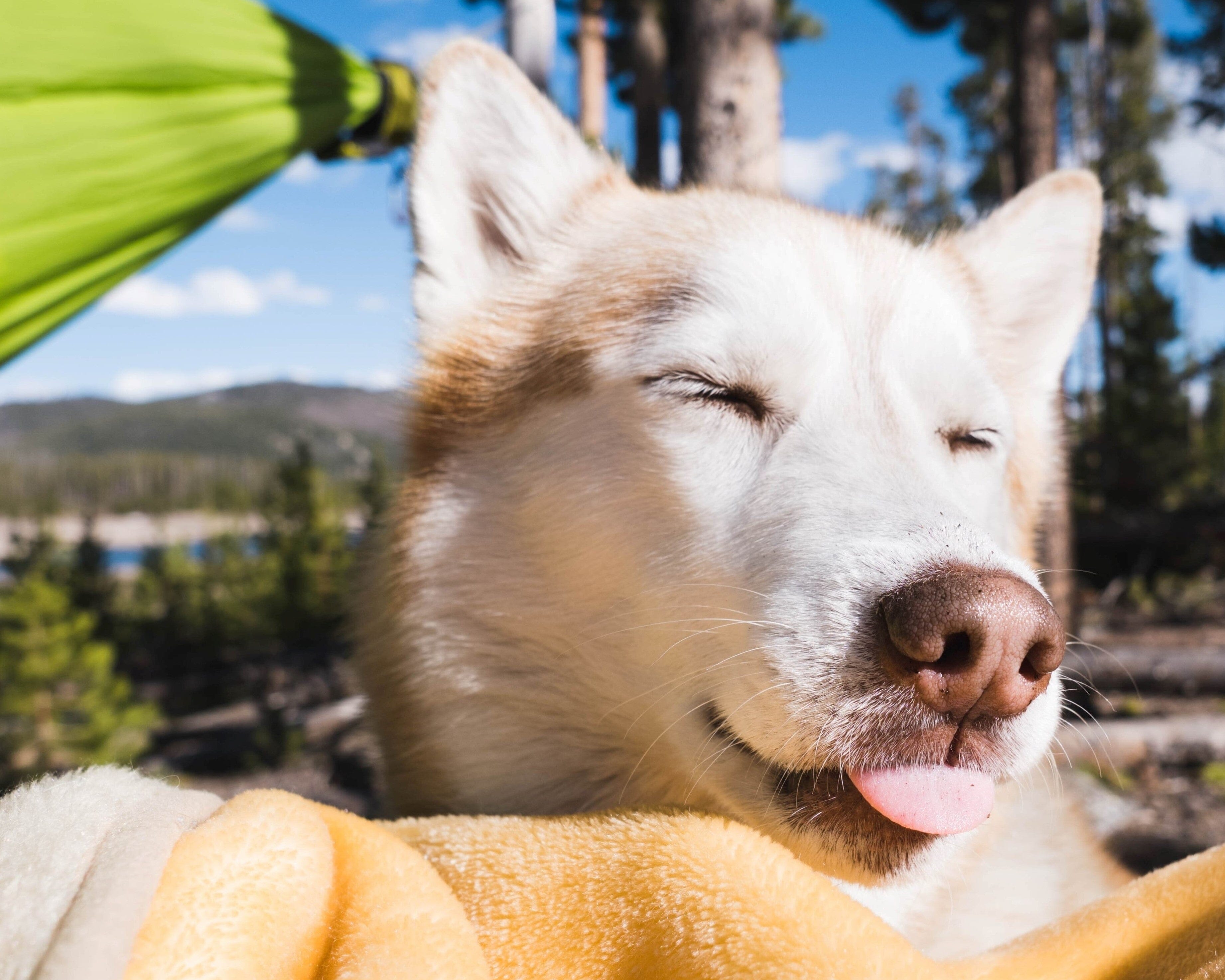 White and brown husky squinting in the sun